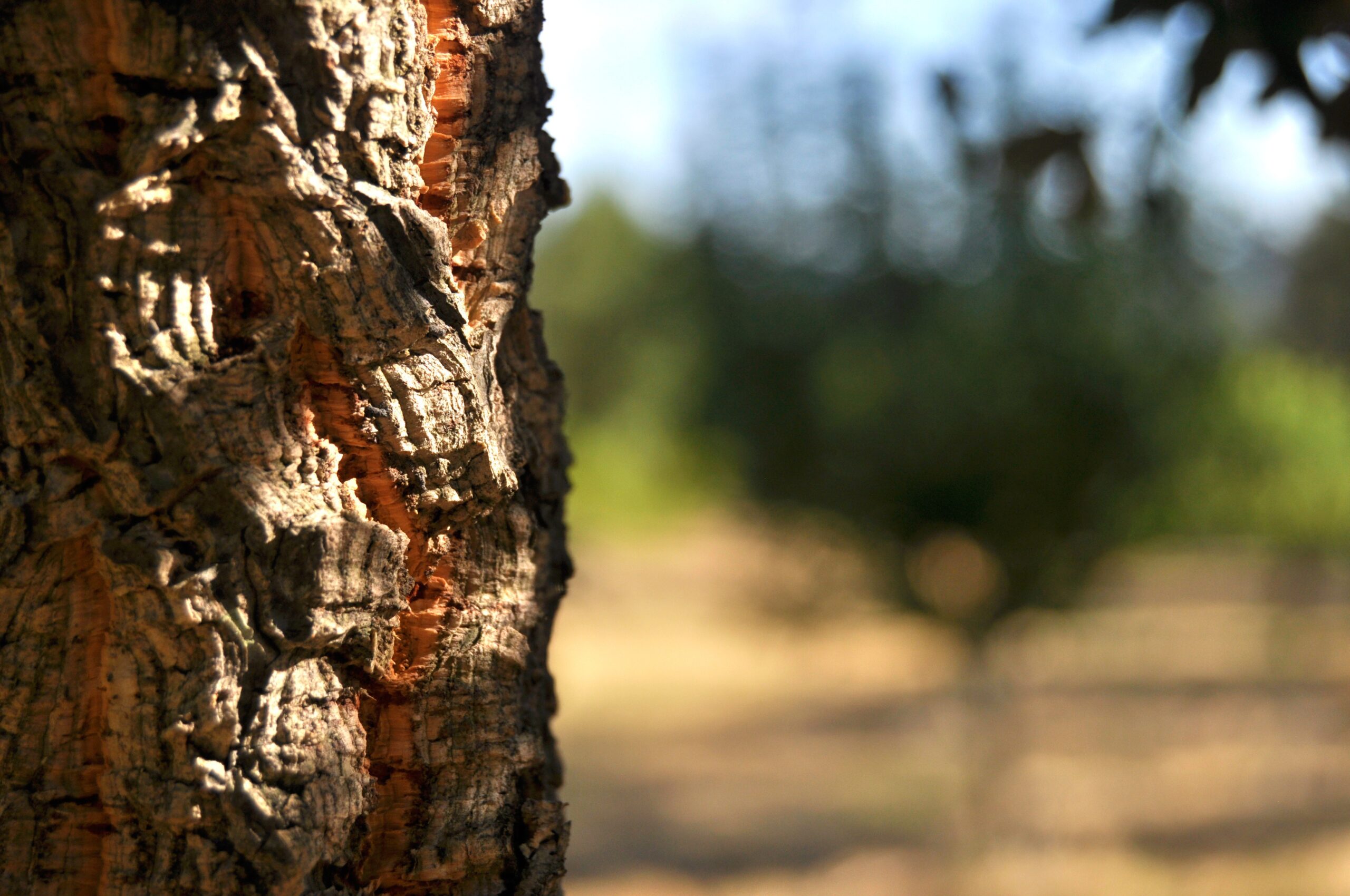 tree-4355574